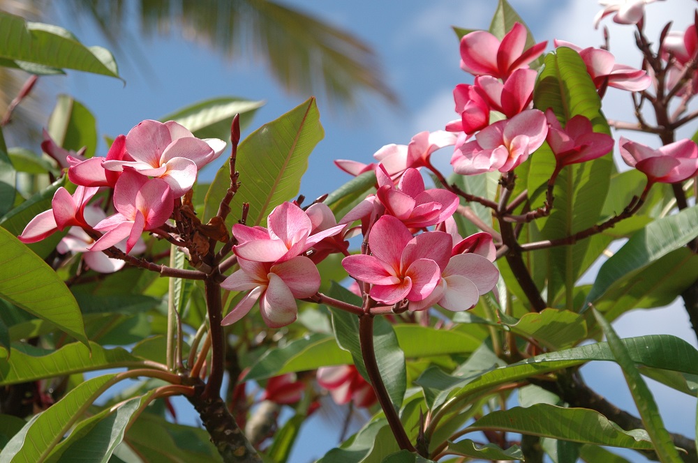 Red Frangipani