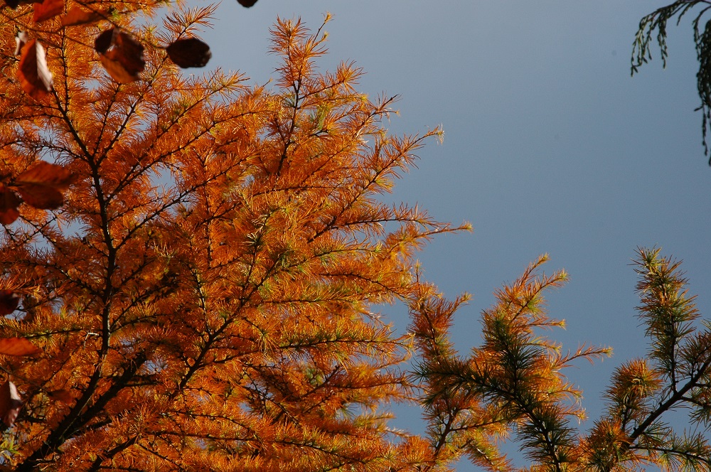 larch colors