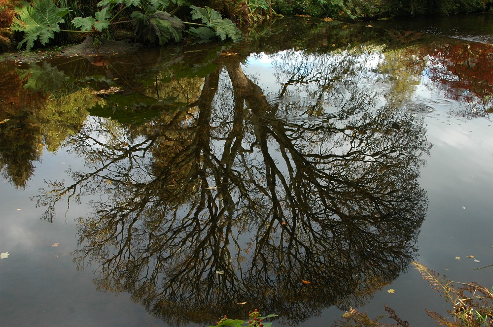 tree reflection pond