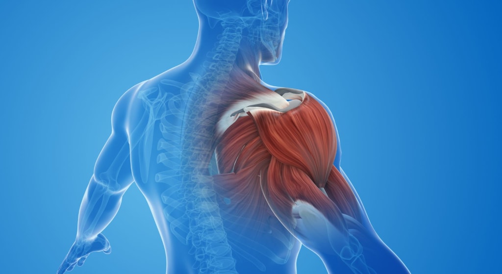 Muscle Mass And Longevity Secrets: How To Stay Strong As You Age