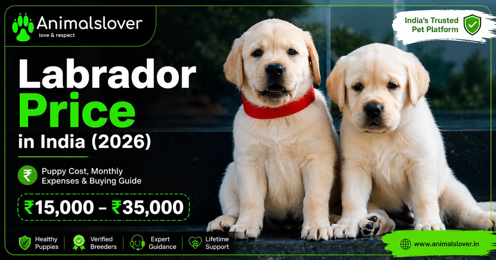 Labrador Price in India (2026): Puppy Cost, Monthly Expenses & Buying Guide