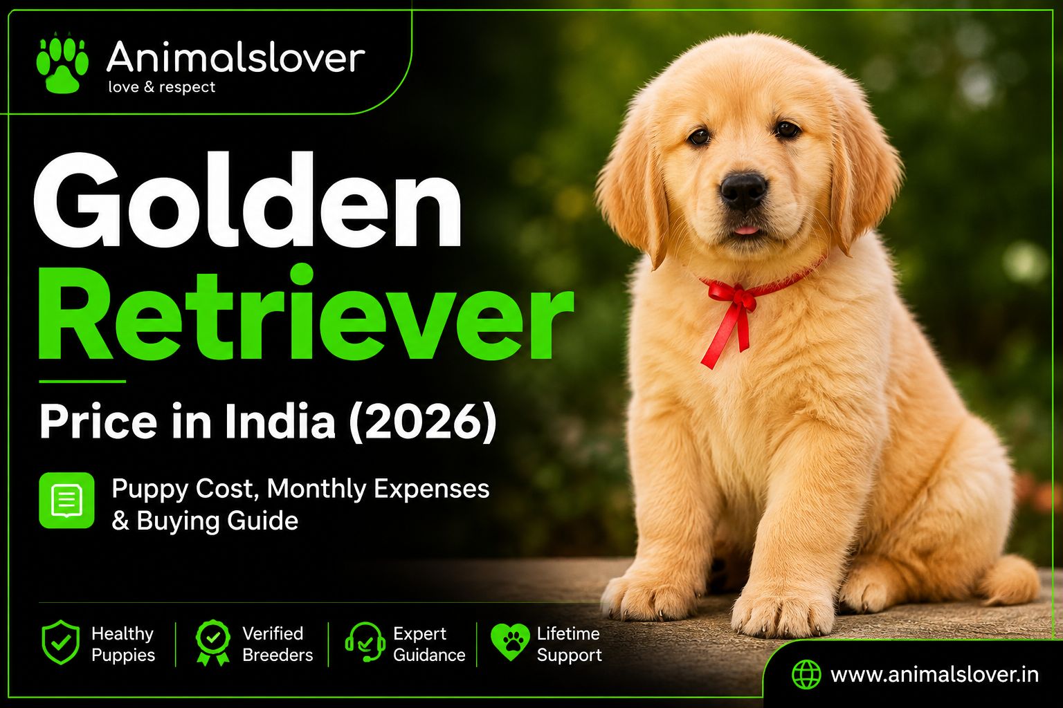 Golden Retriever Price in India (2026) – Cost, Monthly Expenses & Buying Guide