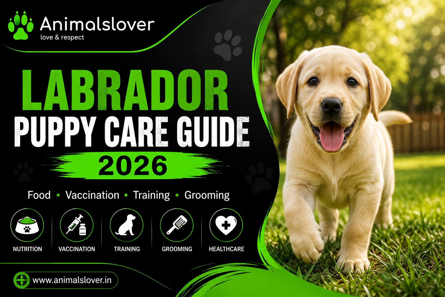 Labrador Puppy Care Guide 2026: Food, Vaccination, Training & Grooming