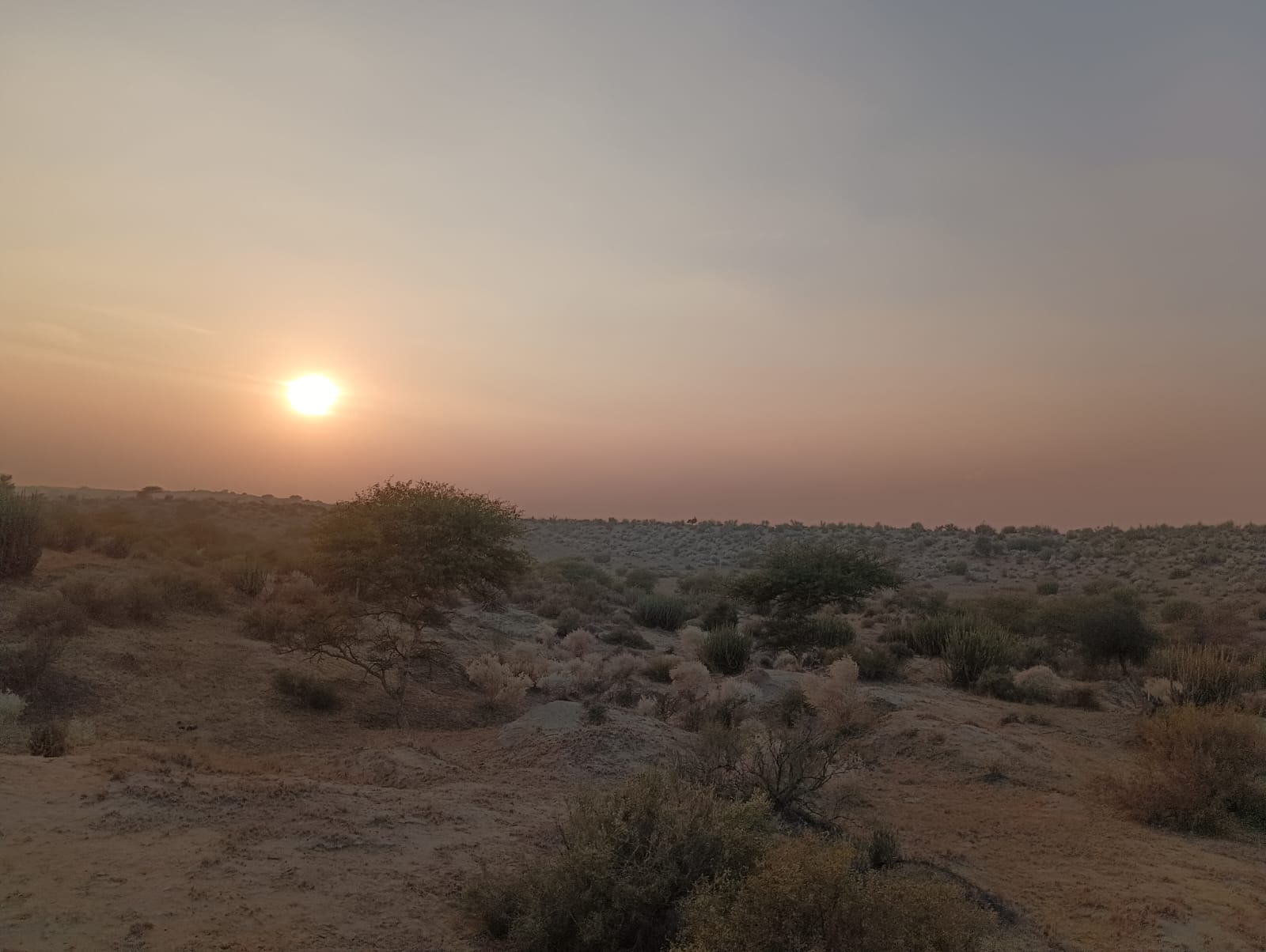 Desert Safari
