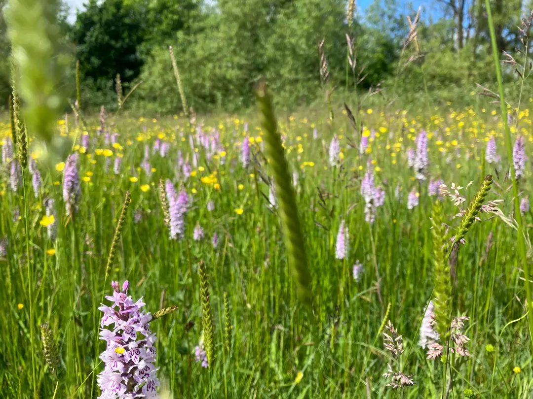 Meadow
