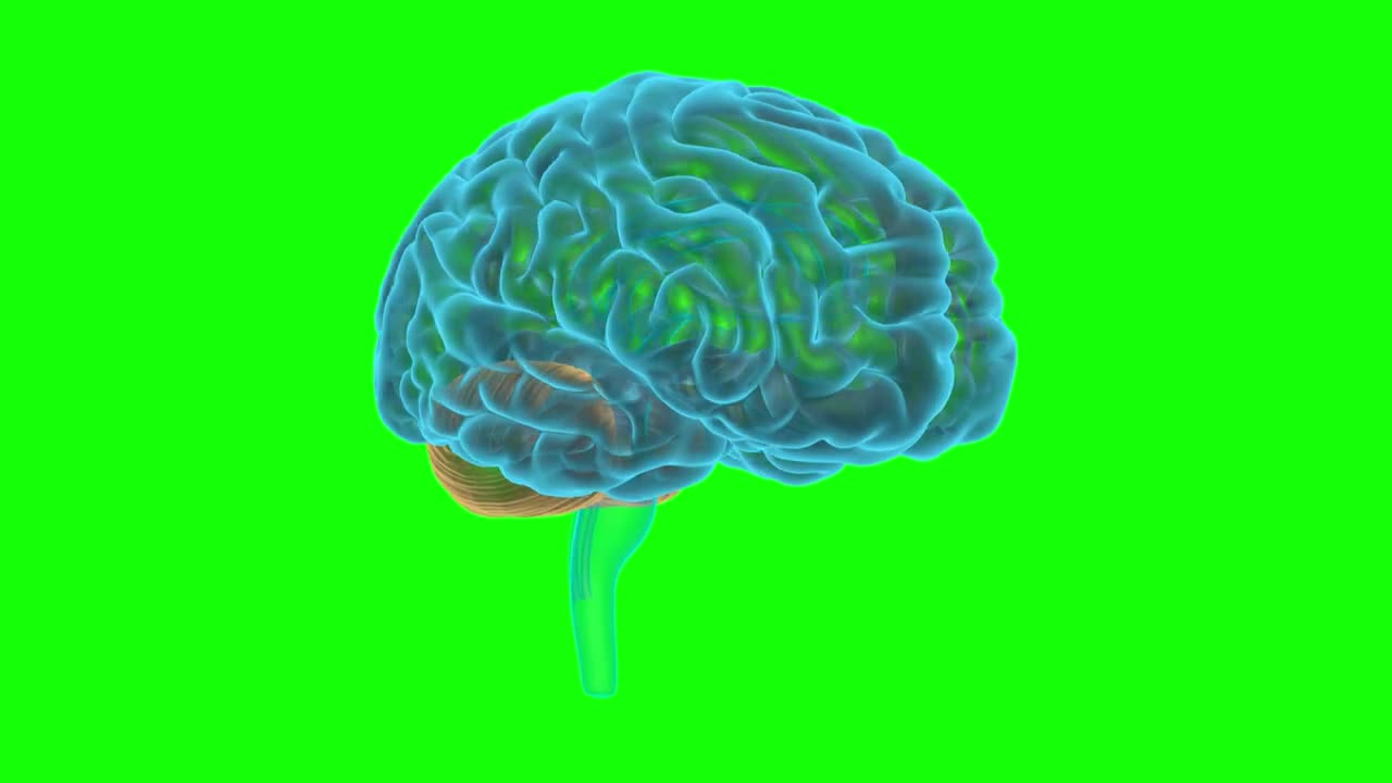 Human Brain Hologram 3D Model Rotating Green Screen preview