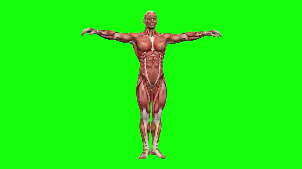 Human Muscular System 3D Anatomy Model Rotating Green Screen preview