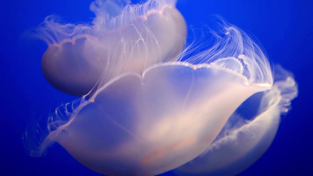 High Quality Video of Jelly Fish preview