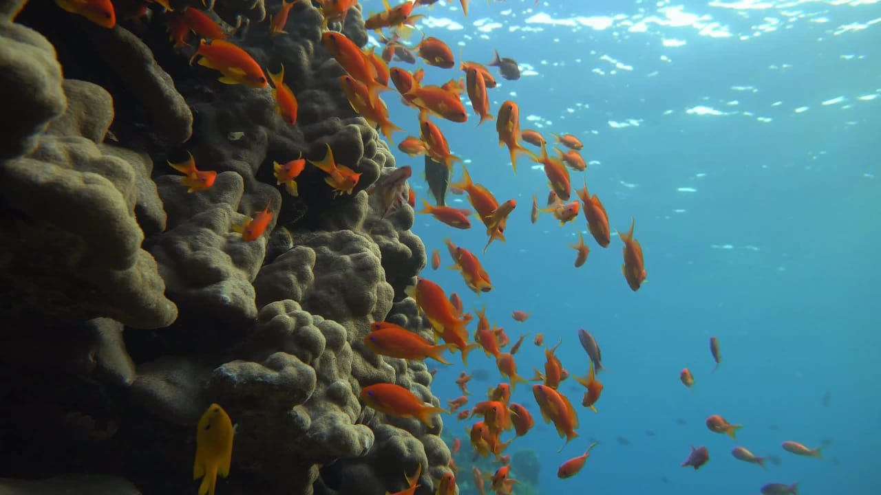 High Quality Video of Fishes preview