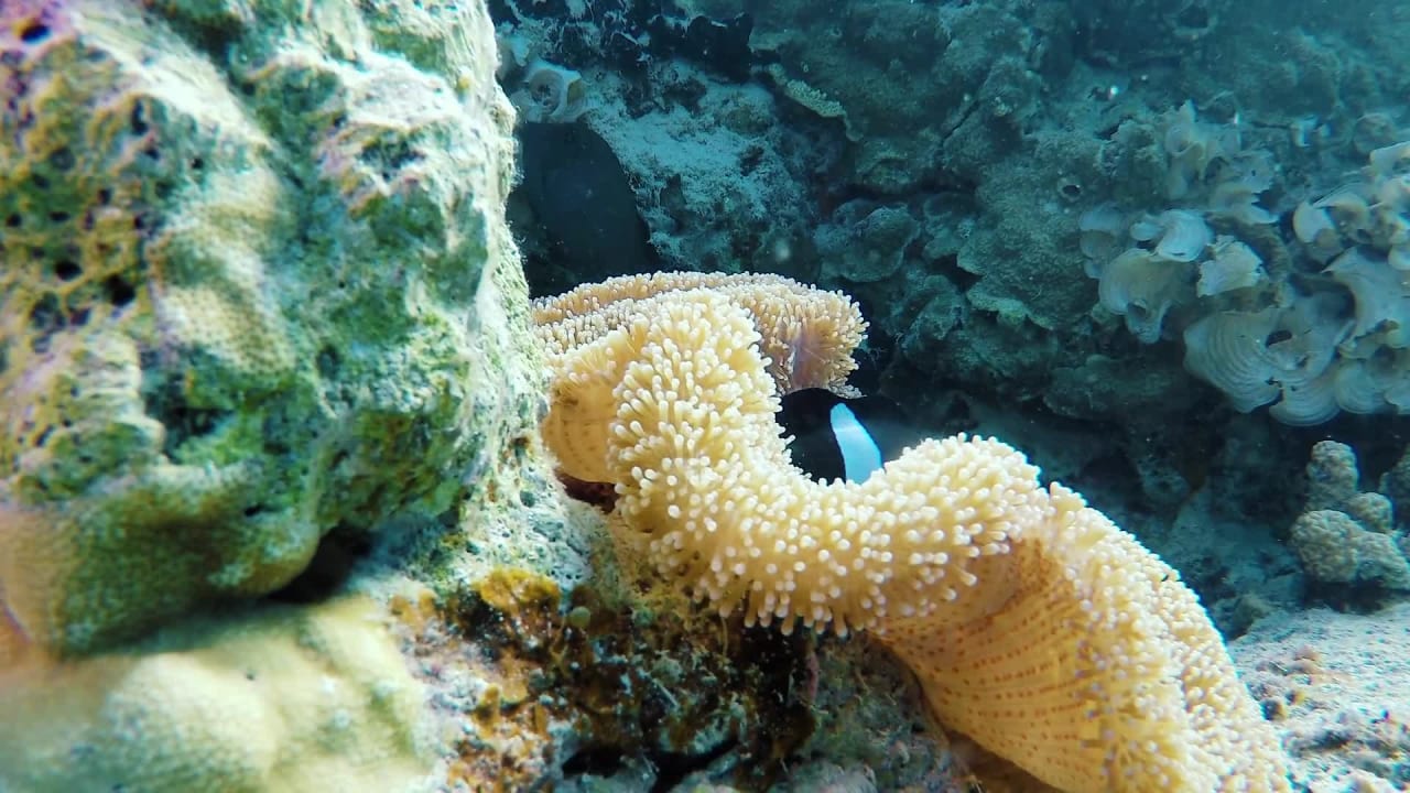 Stock Footage of Depth of Ocean and Creature preview