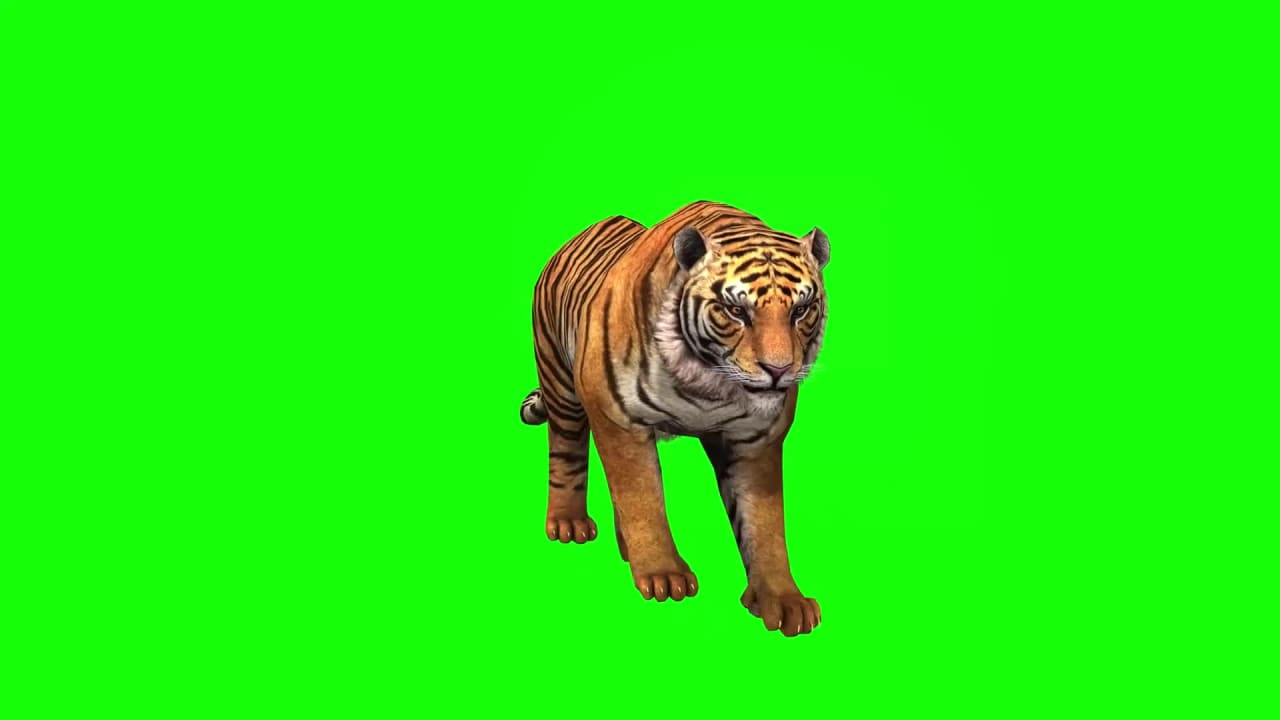 Angry Tiger on Green Screen Video preview