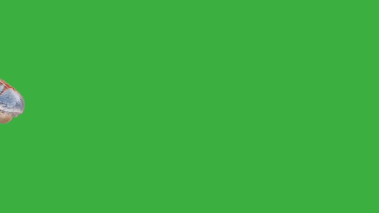 Baby Dinosaur Moaning on Green Screen2 preview