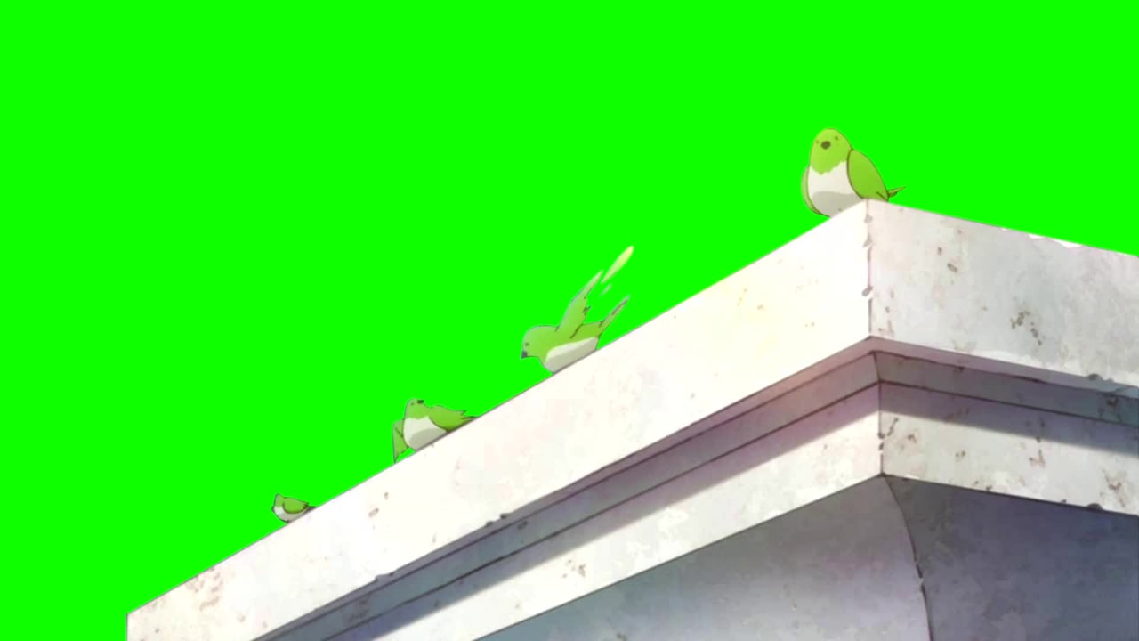 Bird on Green Screen preview