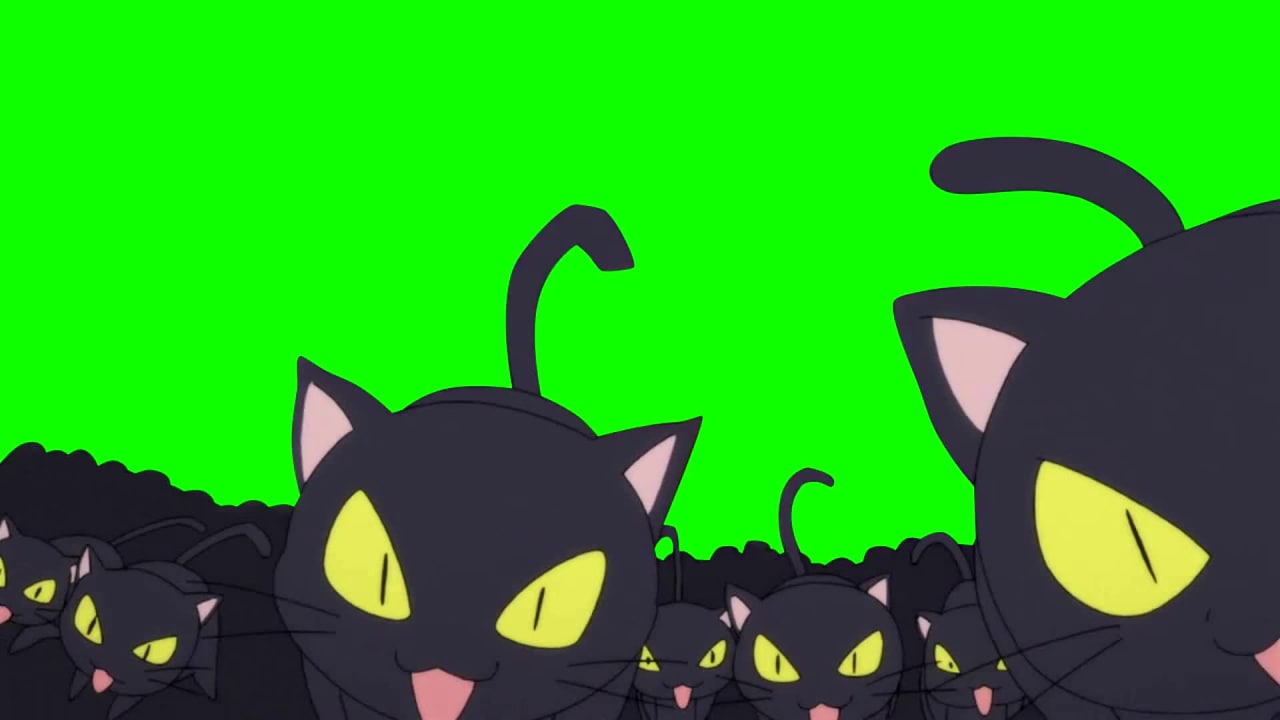 Cats on Green Screen preview