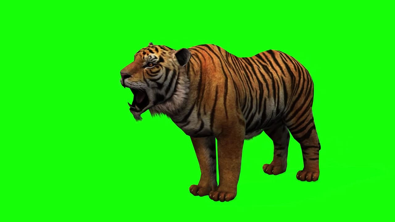 Tiger Moaning on Green Screen preview