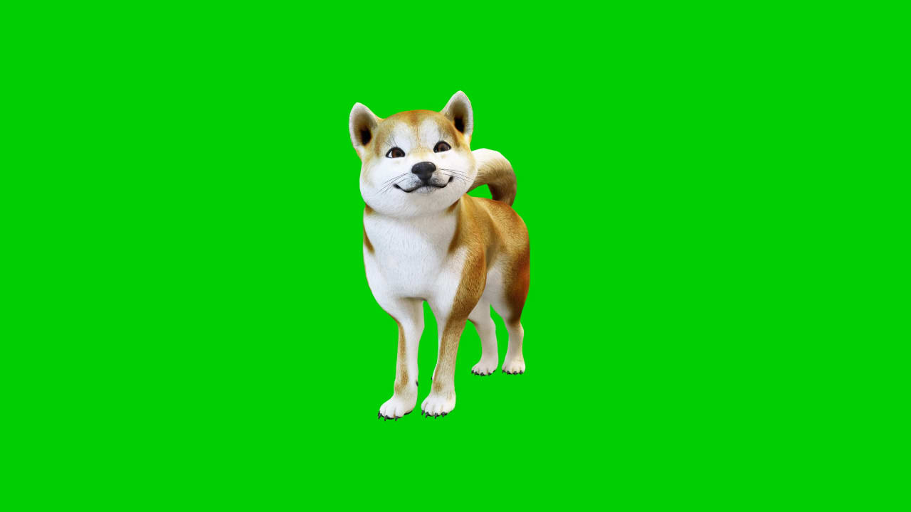 Sweet Dog on Green Screen preview