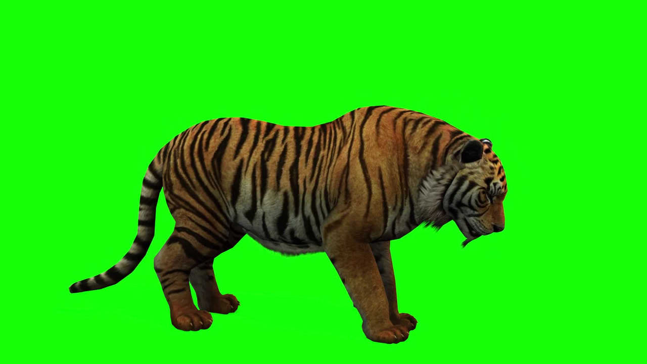 Tiger Eating on Green Screen preview