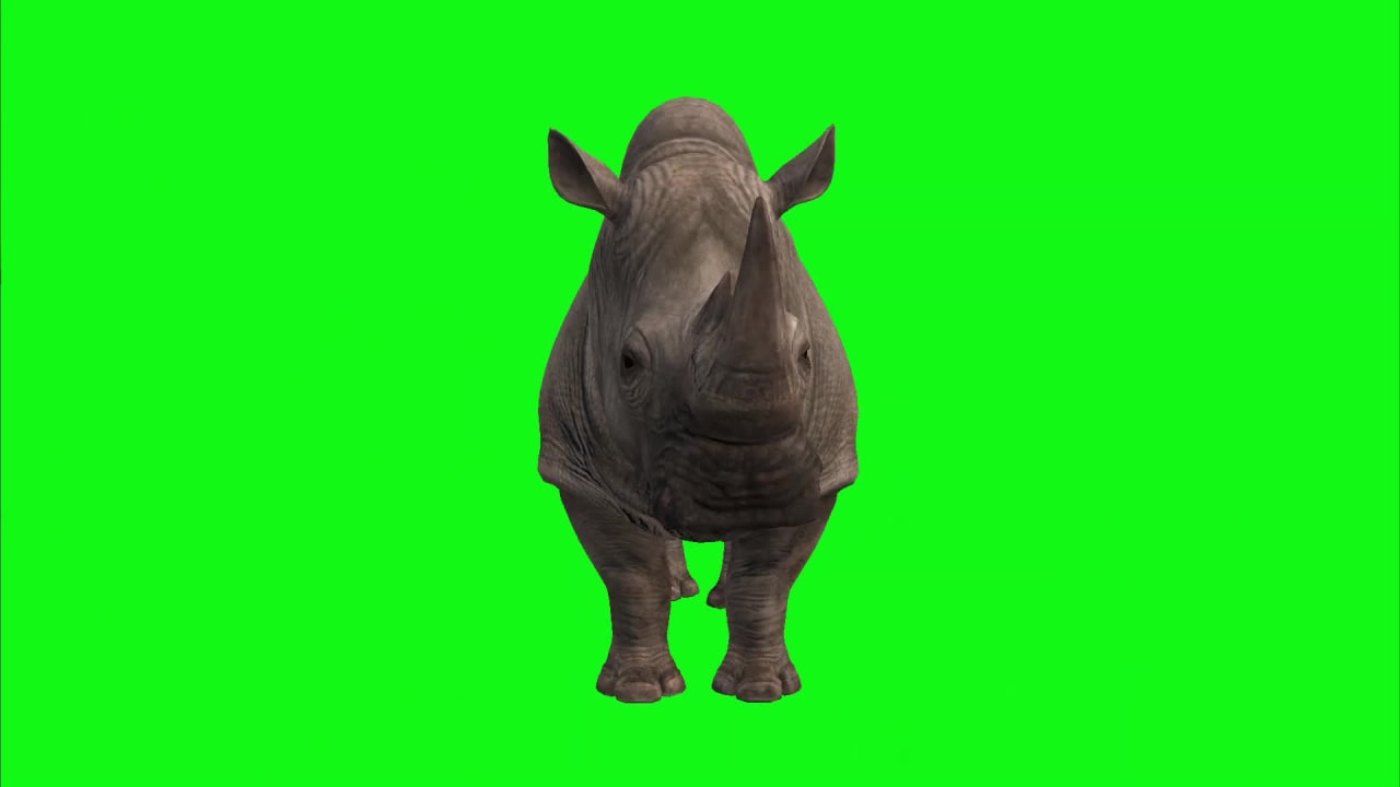 Rhino Rotating on Green Screen preview