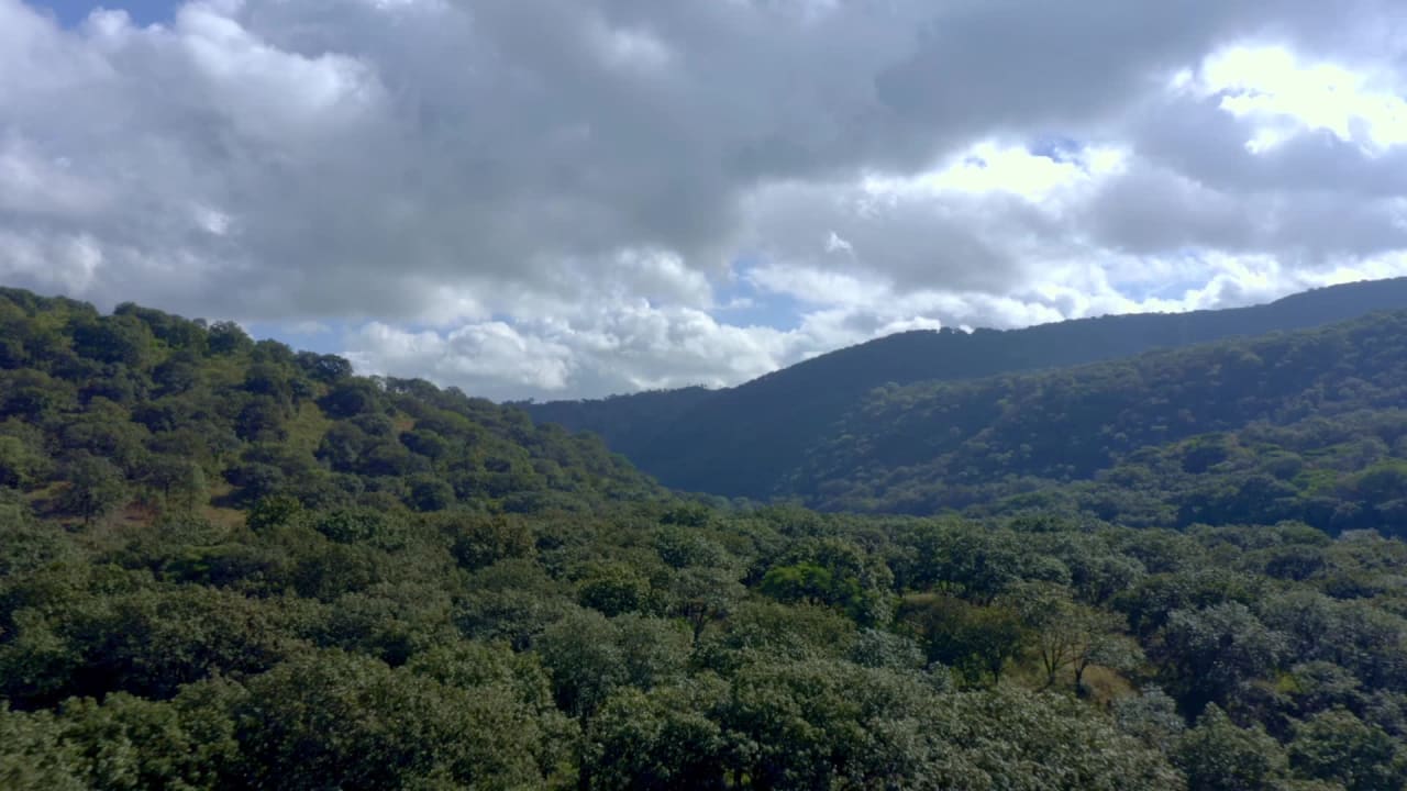 Aerial View of the Green Forest Canopy on a Cloudy preview