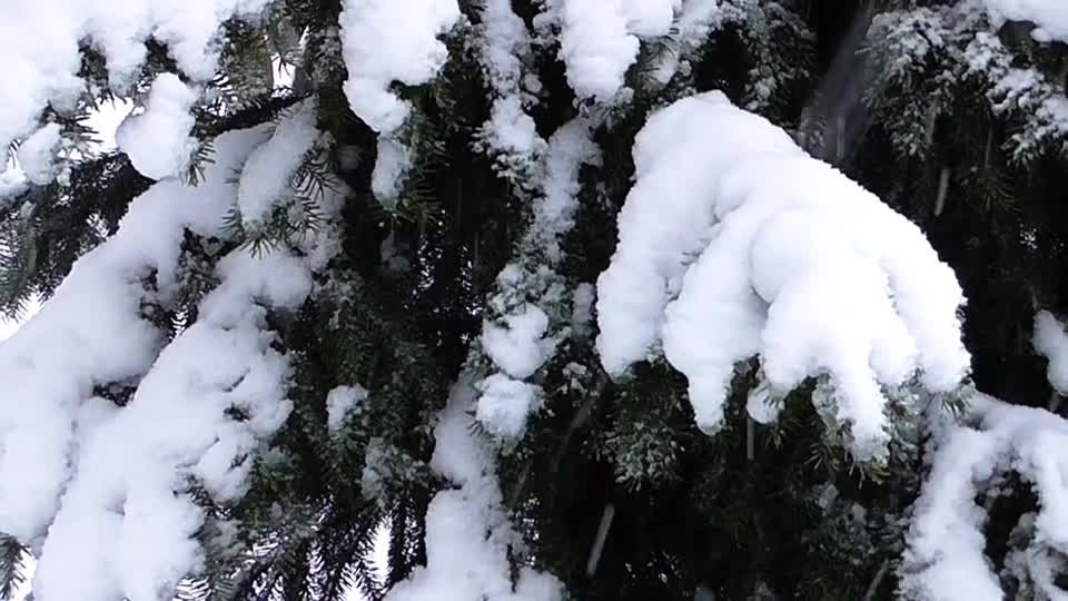 Stock footage of snow falling on tree preview