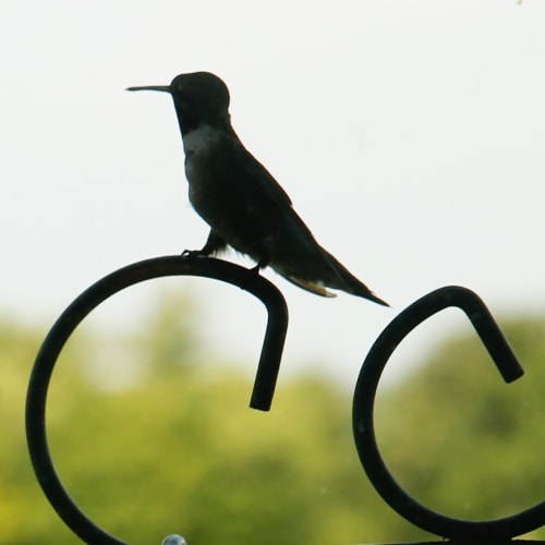 Hummingbird silhouette