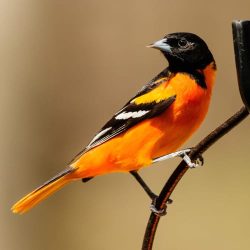 Oriole bird in a tree