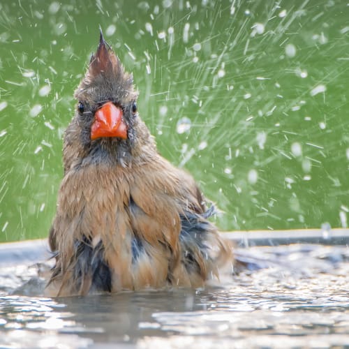 Cardinal splashing in water