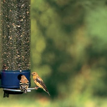 Close up of birds eating at bird feeder