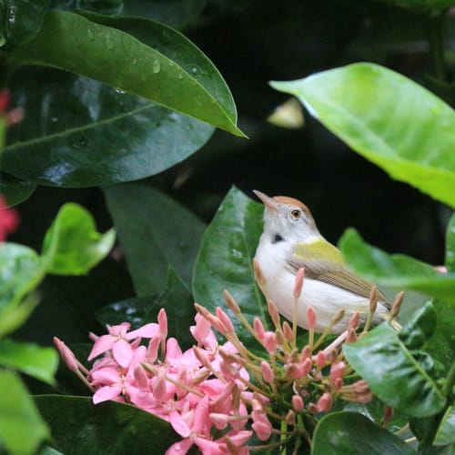 Bird in garden