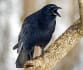 American Crow