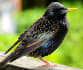 European Starling