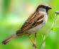 House Sparrow