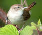 House Wren