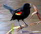 Red-Winged Blackbird