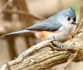 Tufted Titmouse