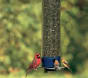 Choosing the right bird food and bird feeder