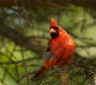 How to attract northern cardinals to your yard