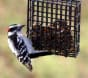 Spotting downy and hairy woodpeckers