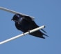 Creating a purple martin community