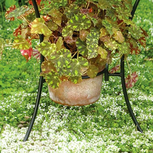 Pot in the birdbath to attract more birds
