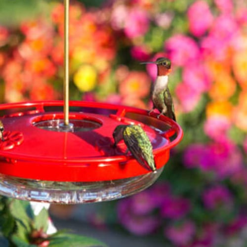 Close up of ant moat