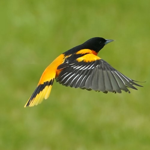 Oriole bird in flight
