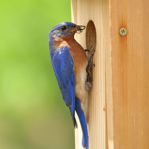 Close up of bluebird house front entrance