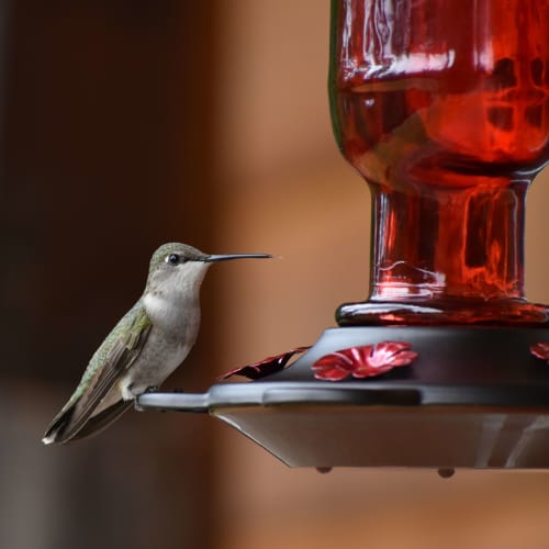 Close up of hummingbird sitting on metal perch