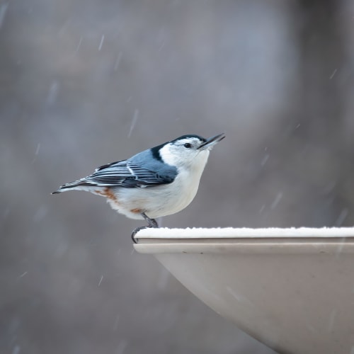 Nuthatch ready to drink from a bird bath in winter.