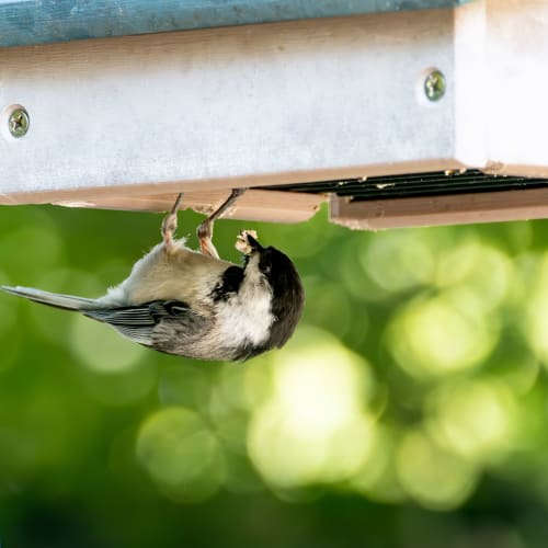 Chickadee eating upside down at a bird feeder