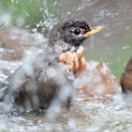 Close up of robin splashing in water