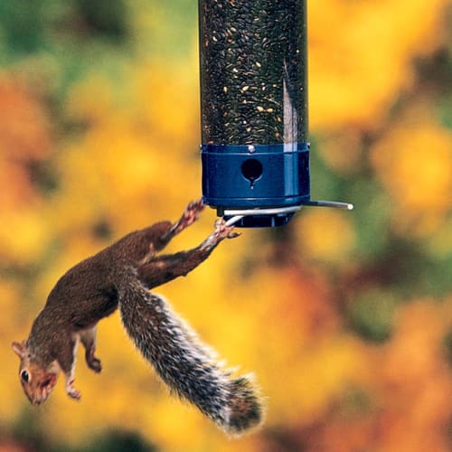 Squirrel flying off bird feeder perches