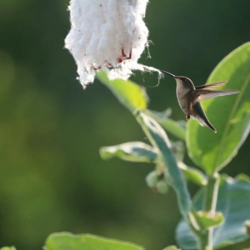 Close up of hummingbird with nesting supplies in its beak