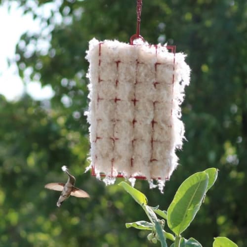 Hummingbirds getting nesting materials
